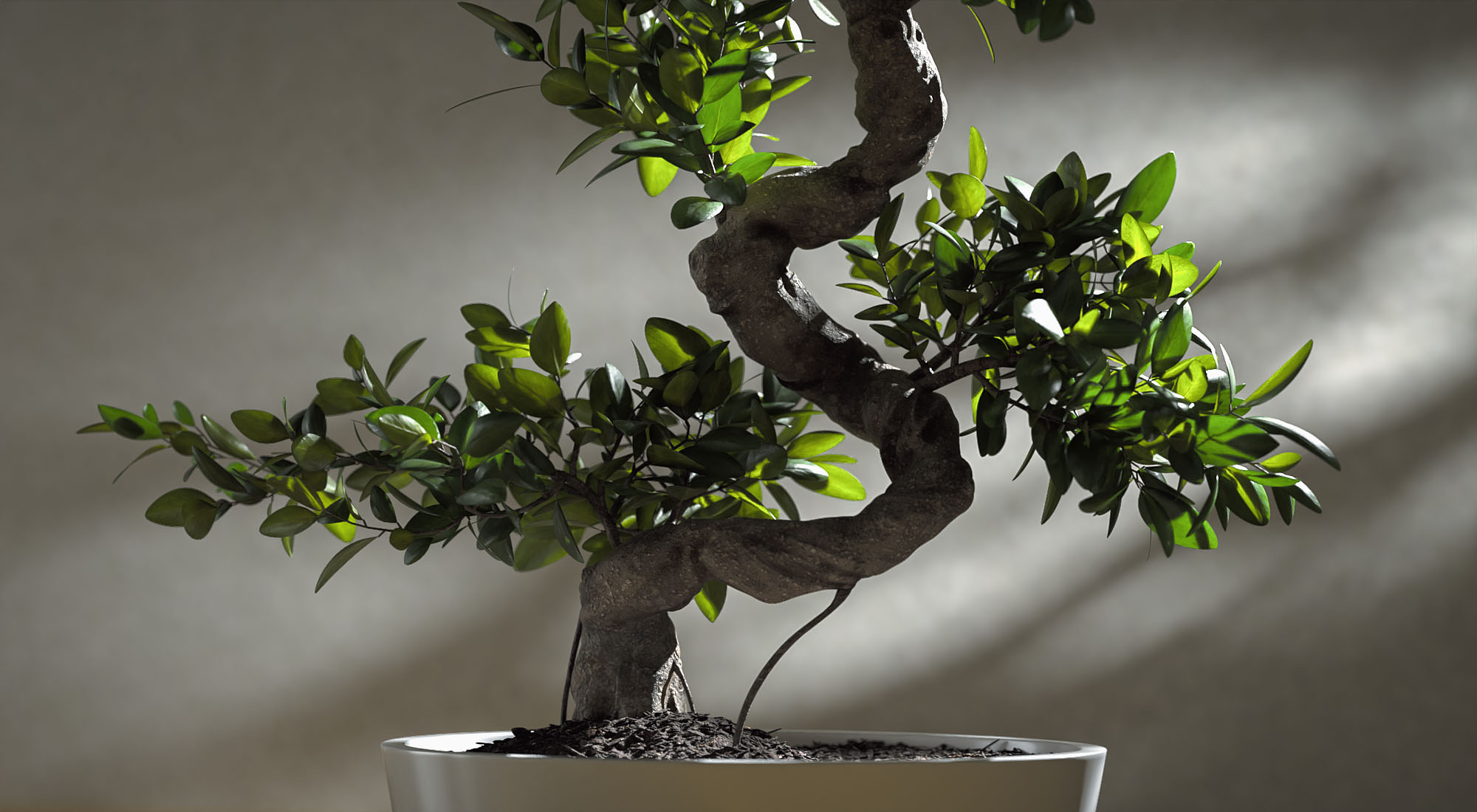 bonsai_no_post